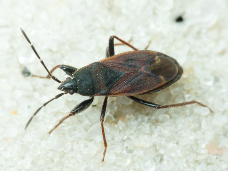 Eremocoris plebejus (Fallen, 1807)